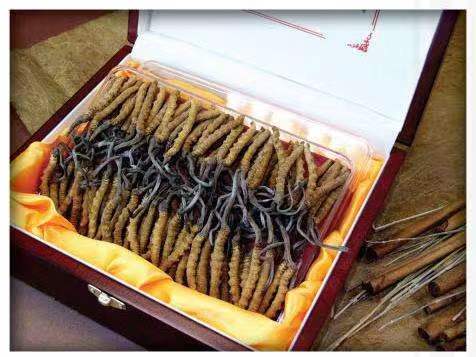 繁昌冬虫夏草回收